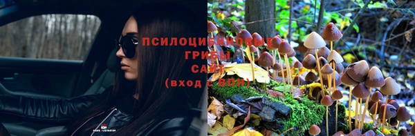 шишки Новокубанск